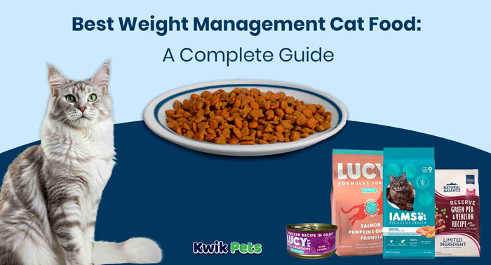 Best Weight Management Cat Food: A Complete Guide