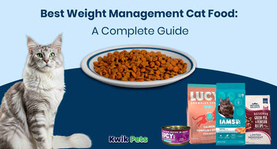 Weight Management Cat Food (2026): Vet-Informed Picks for Safe, Healthy Feline Weight Loss