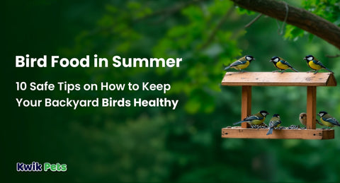 Bird Food in Summer: 10 Safe Tips on How to Keep Your Backyard Birds Healthy