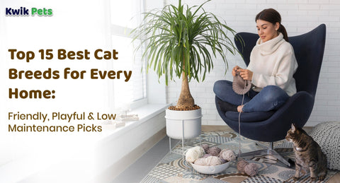 Top 15 Best Cat Breeds for Every Home: Friendly, Playful & Low Maintenance Picks