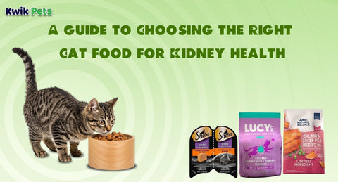 A Guide to Choosing the Right Cat Food for Kidney Health