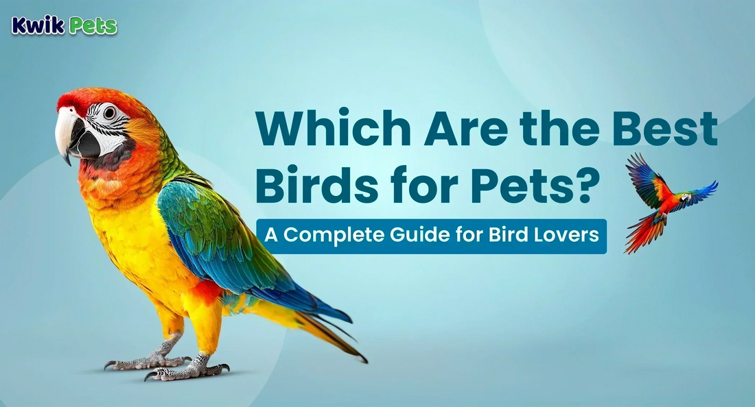 best birds for pets