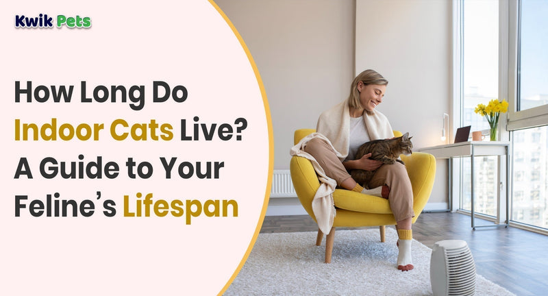 How Long Do Indoor Cats Live? A Guide to Your Feline’s Lifespan