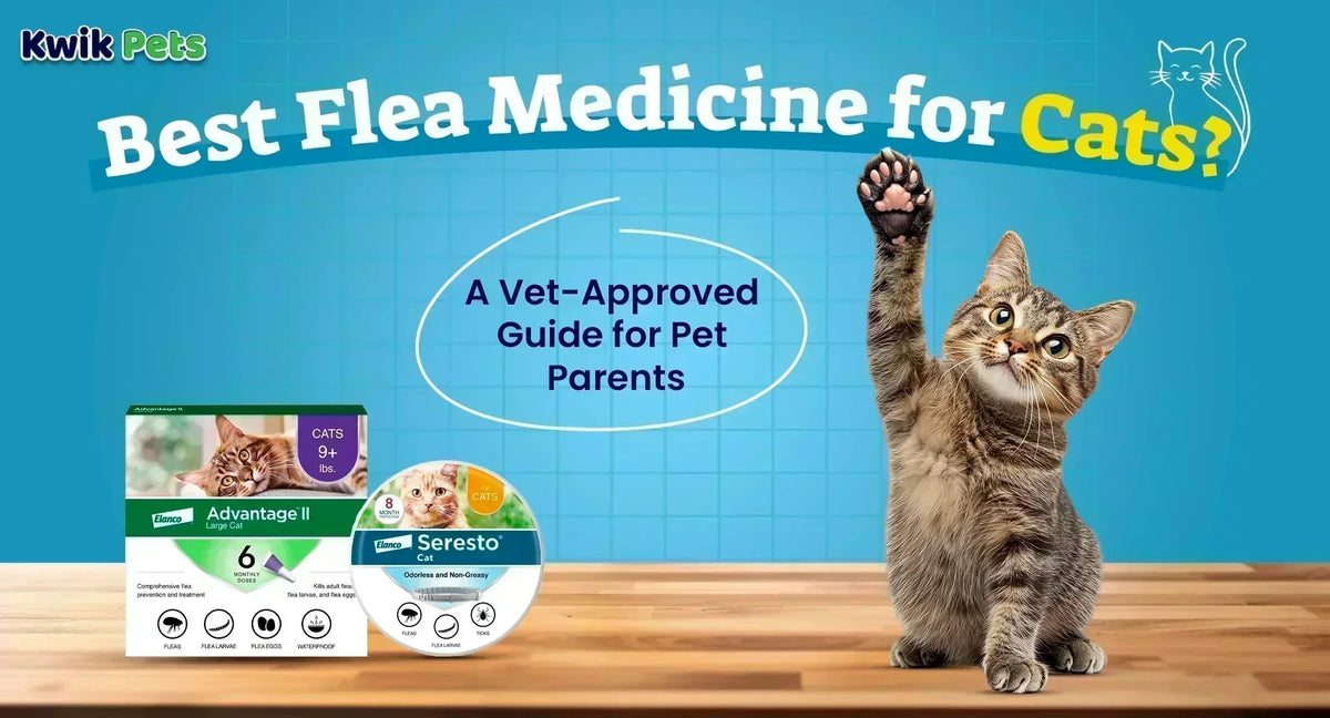 Best Flea Medicine for Cats? A Vet-Approved Guide for Pet Parents
