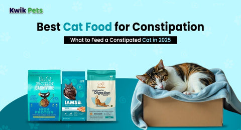 Best Cat Food for Constipation: What to Feed a Constipated Cat in 2025