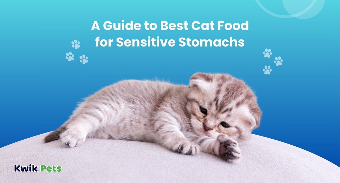 A Guide to Best Cat Food for Sensitive Stomachs