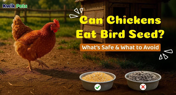 Can Chicken Eat Bird Seed?