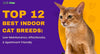 Top 12 Best Indoor Cat Breeds: Low-Maintenance, Affectionate, & Apartment-Friendly