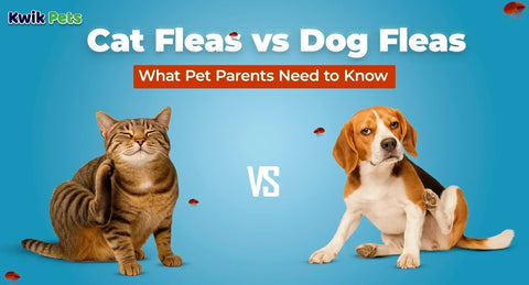 Cat Fleas vs Dog Fleas: What Pet Parents Need to Know