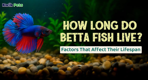 how long do betta fish live