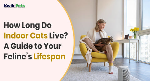 How Long Do Indoor Cats Live? A Guide to Your Feline’s Lifespan