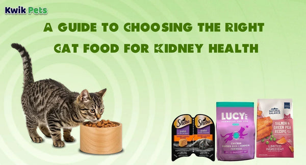 A Guide to Choosing the Right Cat Food for Kidney Health