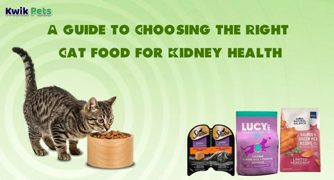 Kidney Care Cat Food: The Ultimate Guide to Supporting Cat Kidney Health