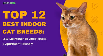 Top 12 Best Indoor Cat Breeds: Low-Maintenance, Affectionate, & Apartment-Friendly