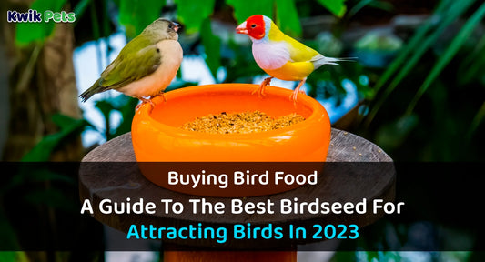 Buying Bird Food: A Guide To The Best Birdseed For Attracting Birds In 2023