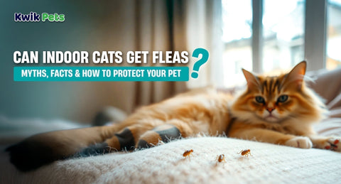 Can Indoor Cats Get Fleas? Myths, Facts & How to Protect Your Pet