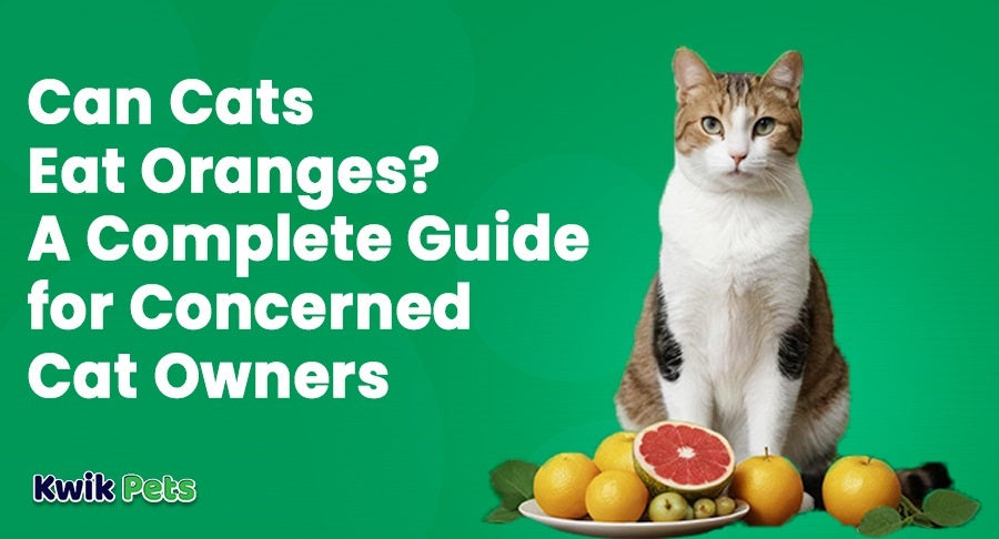 Can Cats Eat Oranges