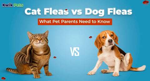Cat Fleas vs Dog Fleas: What Pet Parents Need to Know