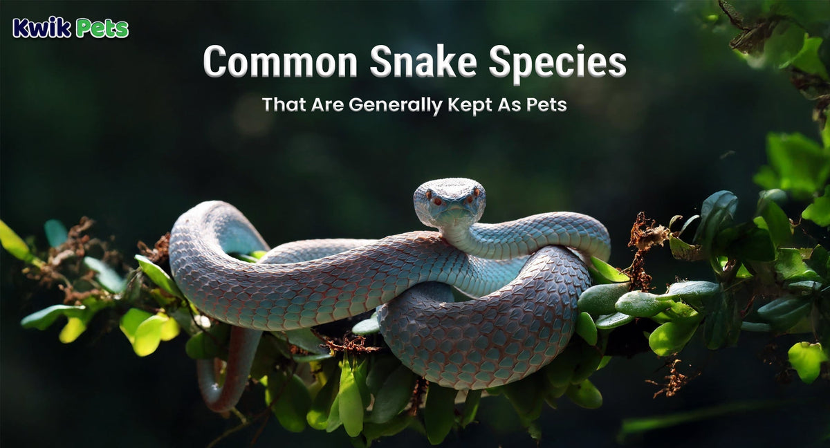 Common Snake Species That Are Generally Kept As Pets