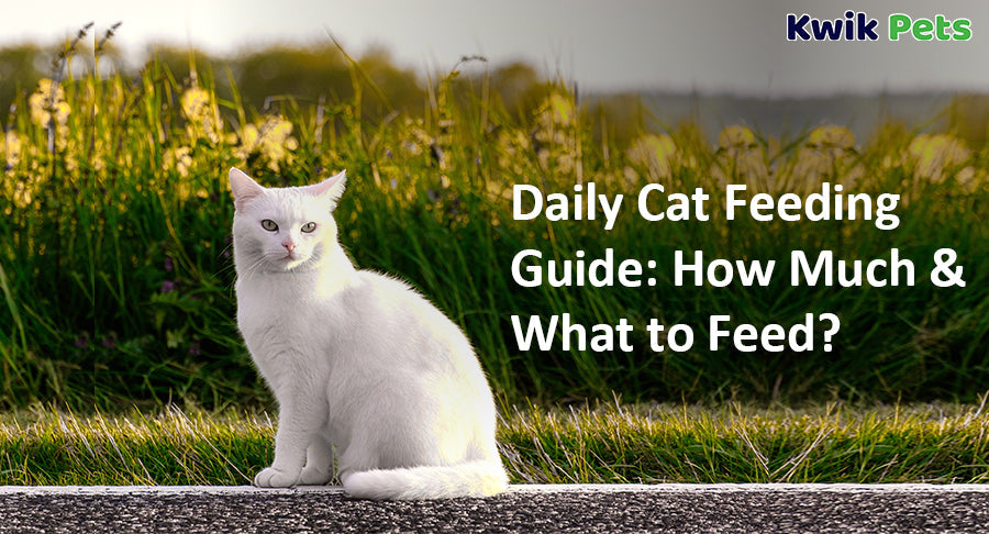 How Much Food Should a Cat Eat Per Day? Your Ultimate Feeding Guide