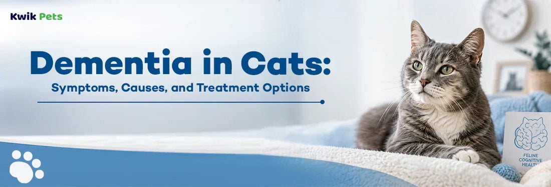 Dementia in Cats: Symptoms, Causes, and Treatment Options