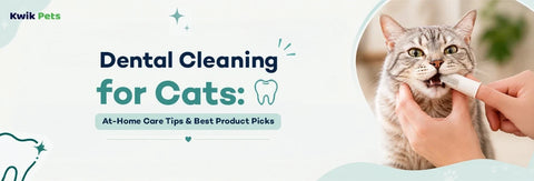 Dental Cleaning for Cats: At-Home Care Tips & Best Product Picks