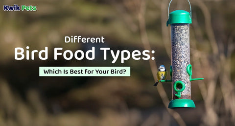 Different Bird Food Types: Which Is Best for Your Bird?