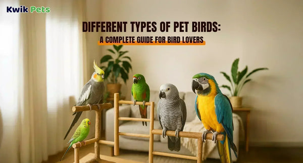 Different Types of Pet Birds: A Complete Guide for Bird Lovers