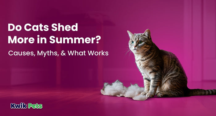 Do Cats Shed More in Summer? Causes, Myths, & What Works