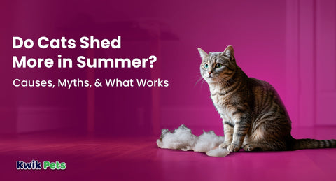 Do Cats Shed More in Summer? Causes, Myths, & What Works