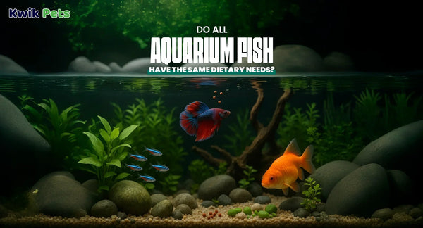 Do All Aquarium Fish Have the Same Dietary Needs?