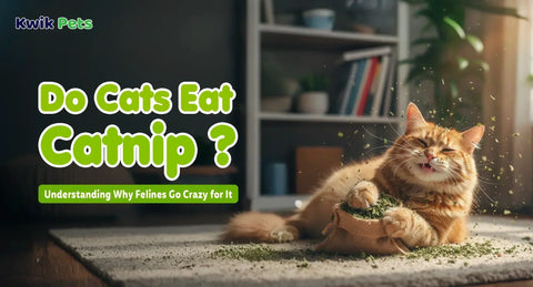 Do Cats Eat Catnip? Understanding Why Felines Go Crazy for It