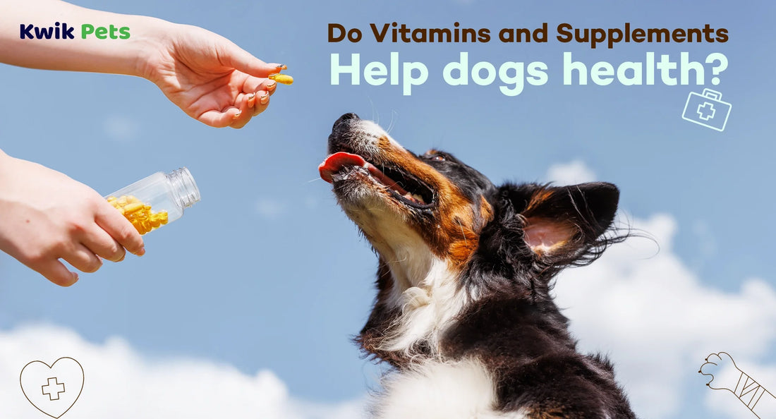 do vitamins and supplements help dogs health 