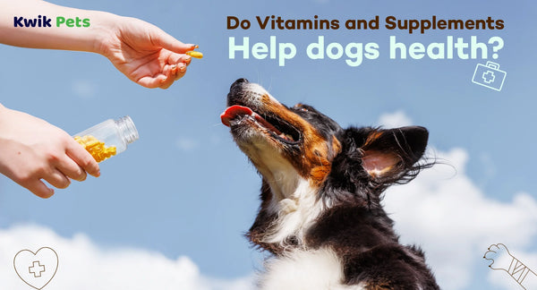 do vitamins and supplements help dogs health 