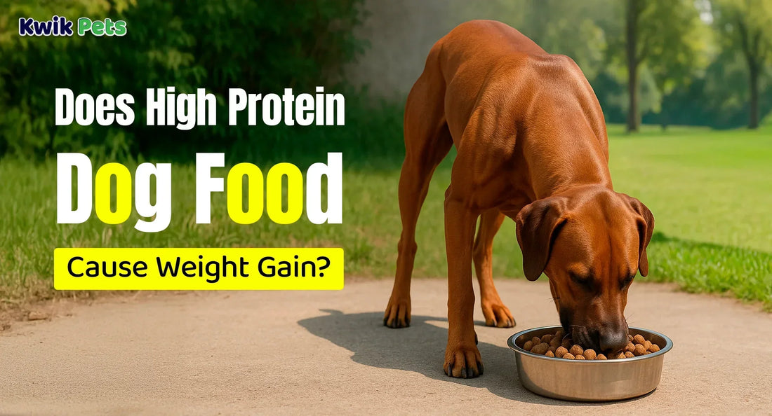 What Nutrition Does a Dog Need: Essential Tips for Optimal Health