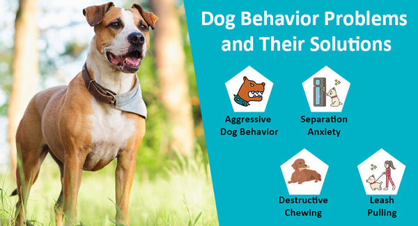 Dog Training and Behaviour
