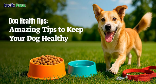 Amazing Tips to Keep Your Dog Healthy