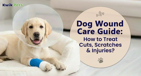 Dog Wound Care Guide: How to Treat Cuts, Scratches & Injuries?