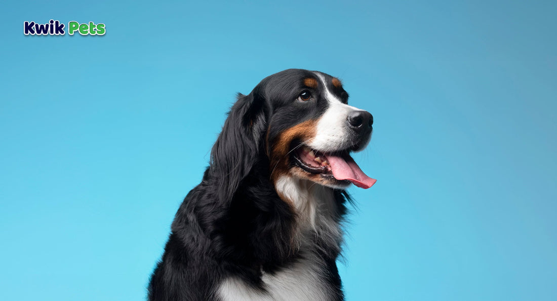 Do Vitamins and Supplements Help dogs health?