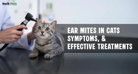 Ear Mites in Cats: Causes, Symptoms, and Effective Treatments