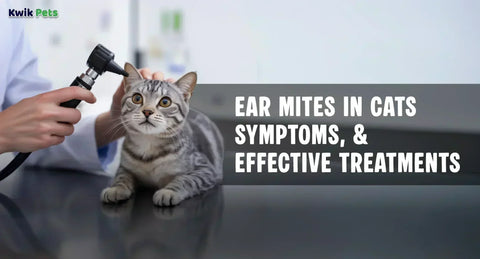 Ear Mites in Cats: Symptoms, Causes & Vet-Recommended Treatments