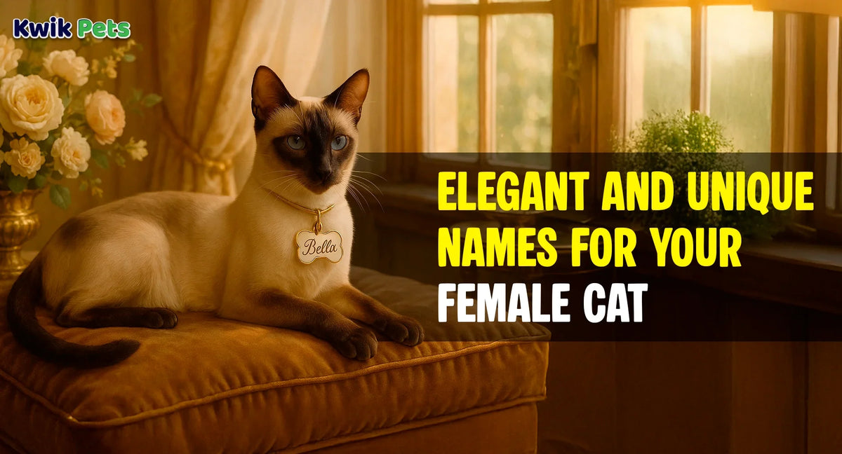 Elegant and Unique Names for Your Female Cat