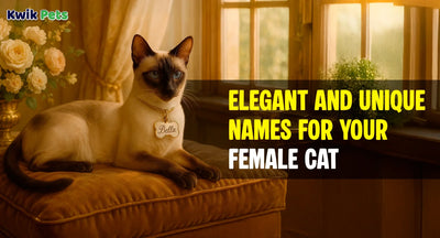 Elegant and Unique Names for Your Female Cat