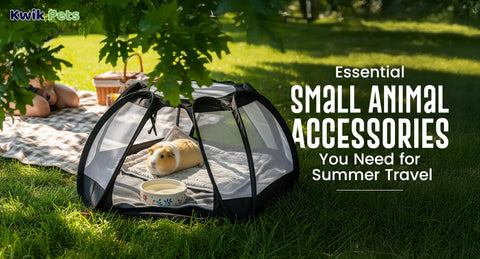 Essential Small Animal Accessories You Need for Summer Travel