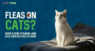How to Get Rid of Fleas on Cats Fast: Vet-Recommended Methods & Home Remedies (2026)