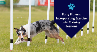 Furry Fitness: Incorporating Exercise into Training Sessions
