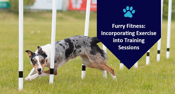 Furry Fitness: Incorporating Exercise into Training Sessions