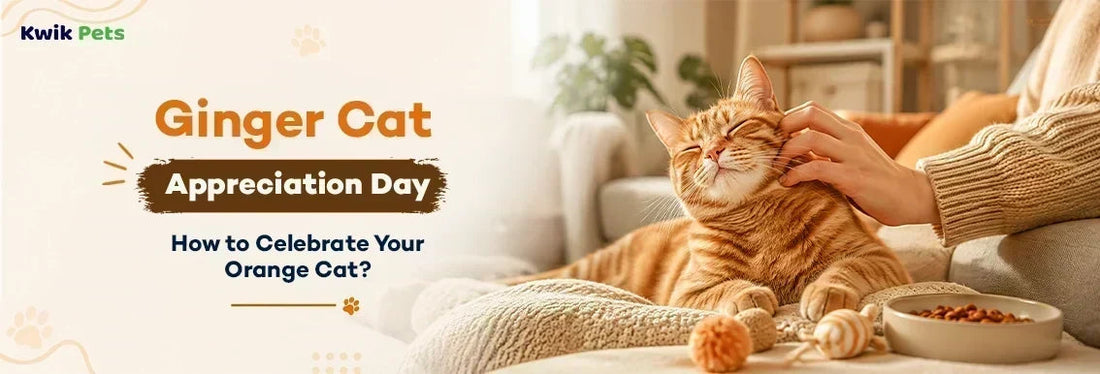 Ginger Cat Appreciation Day: How to Celebrate Your Orange Cat?