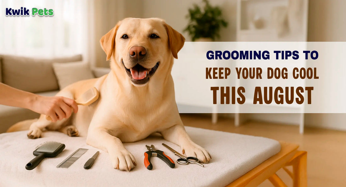 Grooming Tips to Keep Your Dog Cool This August