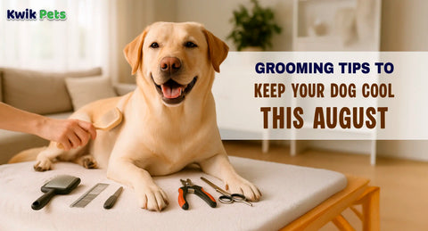 Grooming Tips to Keep Your Dog Cool This August